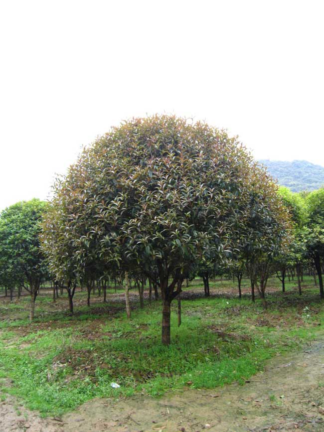 10公分精品八月桂花