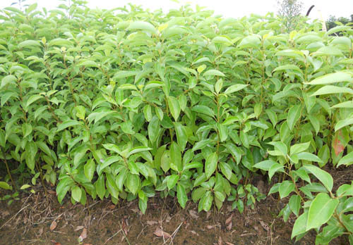 ����С��2