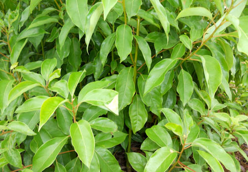 ����С��1