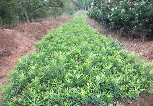 �޺���С��2