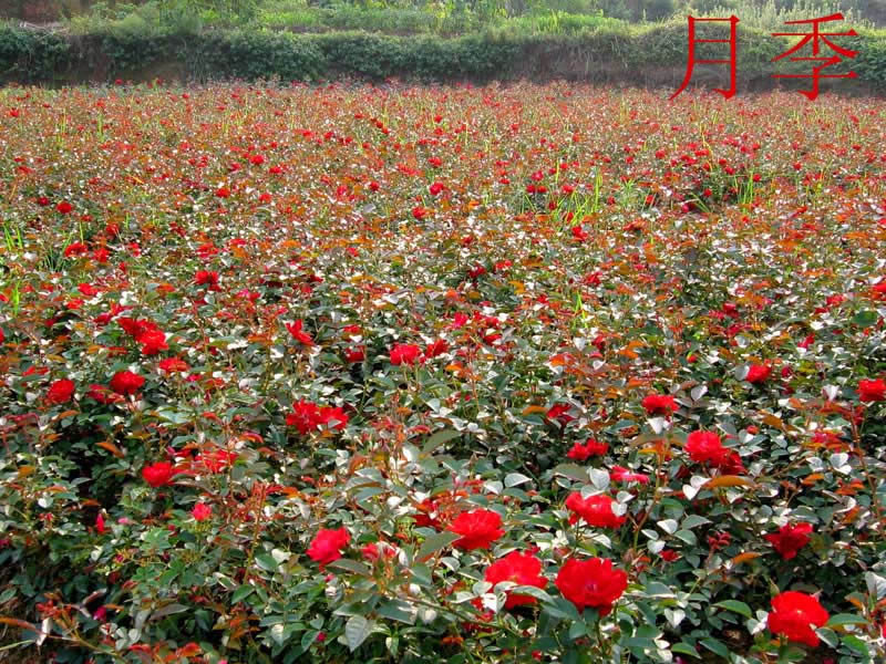 �¼�������