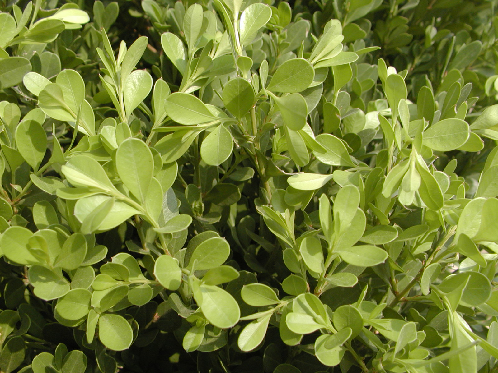 СҶ�������