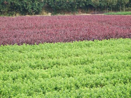 ����ľ�����鹤����