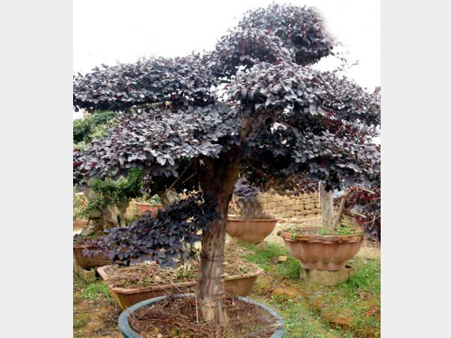 ���ͺ���ľ2