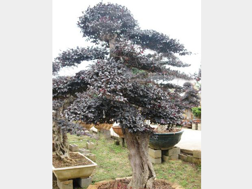 ���ͺ���ľ1