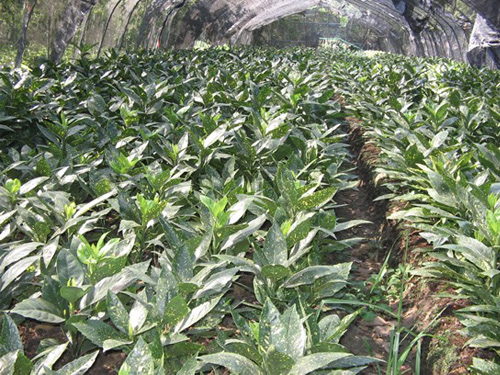 ������Ҷɺ��