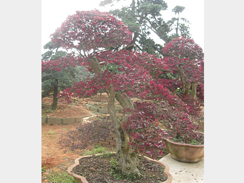 ����ľ�辰