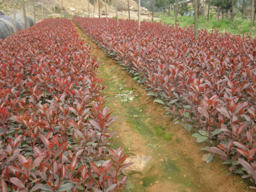 ��Ҷʯ骲���