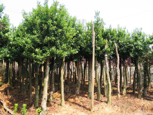 ������÷