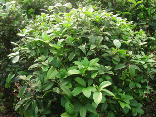 �ļ�����