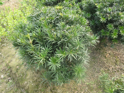 �޺�����