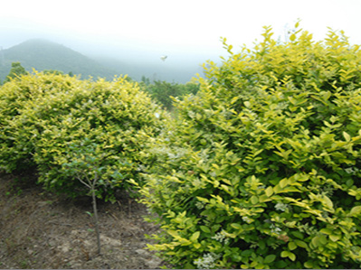 ��ҶŮ����