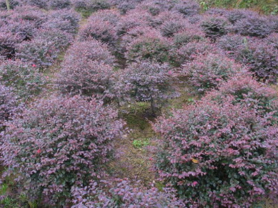 ����ľ��