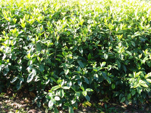 ��ҶΦ����