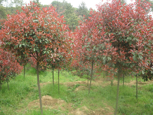 4-6���ָ߸˺�Ҷʯ�