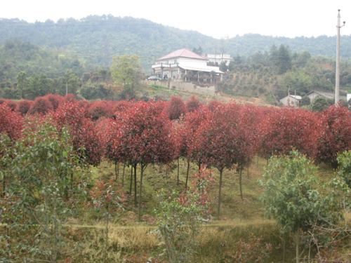 2-3���ָ߸˺�Ҷʯ�