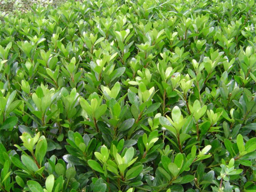 �Ķž鹤����