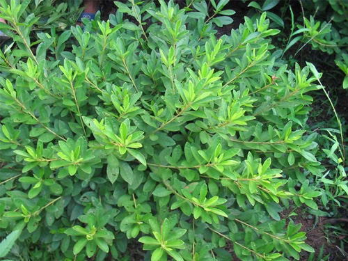 ���ž���