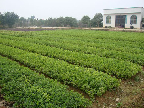 ���ž鹤����2