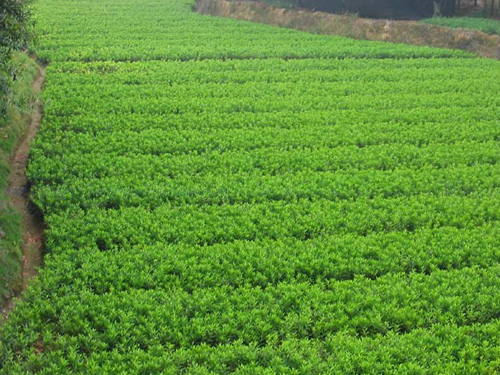 ���ž鹤����1