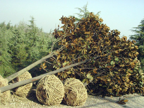 15���ֹ�����