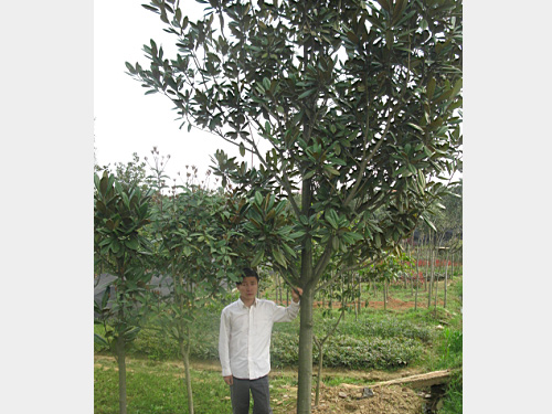 12���ֹ�����