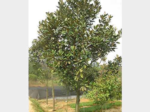 8���ֹ�����