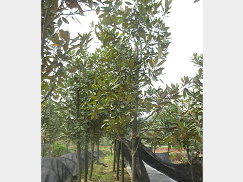 7���ֹ�����