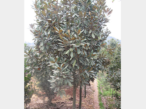 6���ֹ�����