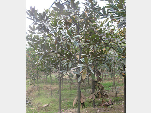 5���ֹ�����