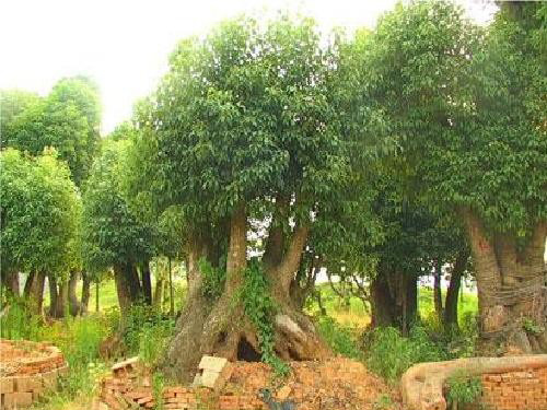 ��ͷ����1