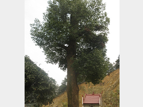 50������������