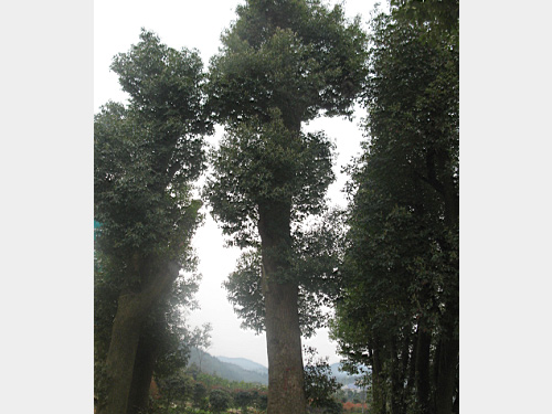 35������������