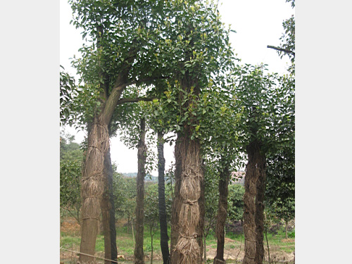 15������������