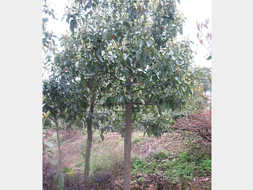 8��������