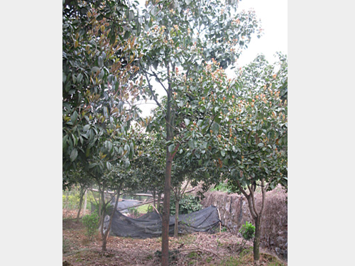 7��������