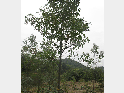 6��������