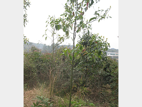 3��������