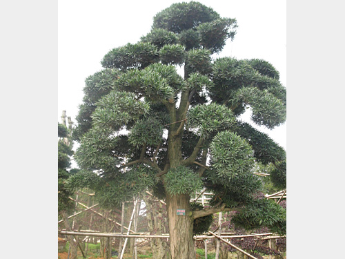 40���������޺���