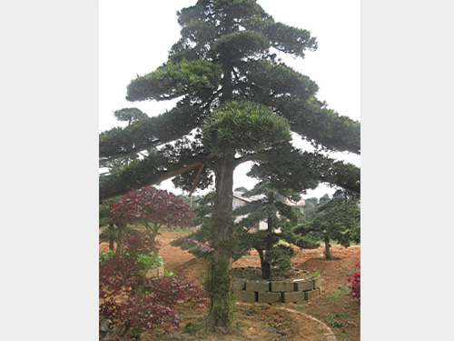 35���������޺���