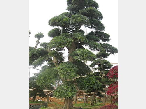 30���������޺���