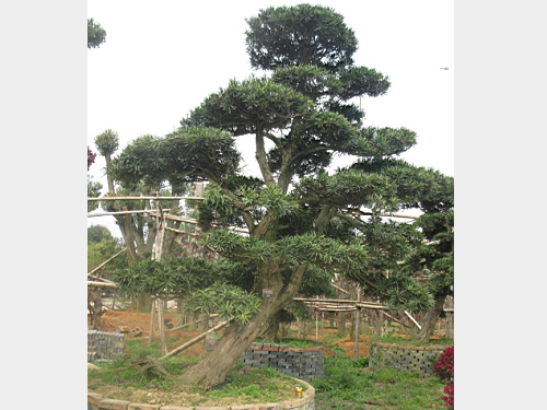 25���������޺���