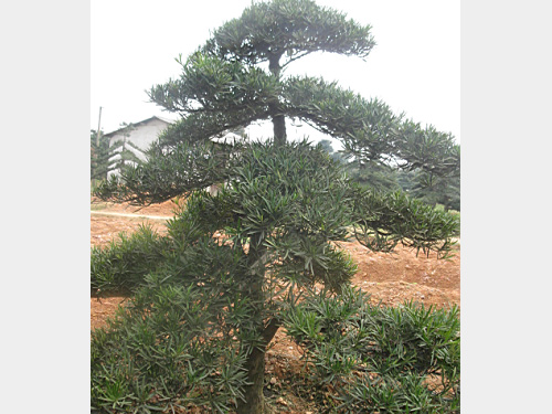 20���������޺���