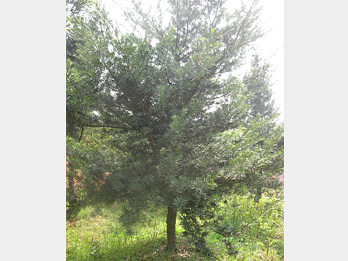 8�����޺���