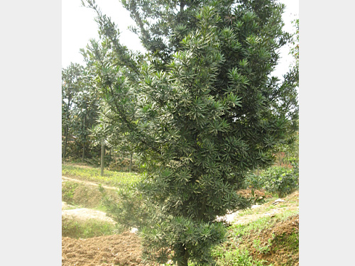 6�����޺���