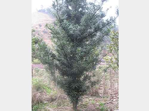 5�����޺���