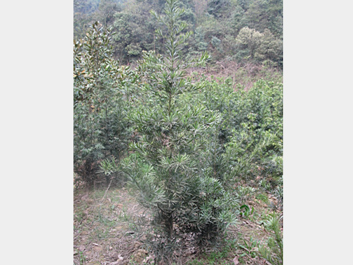 3�����޺���