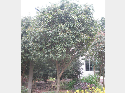 10�����ļ���