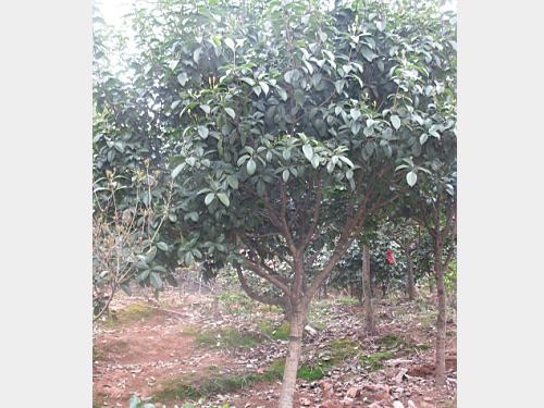 6�����ļ���