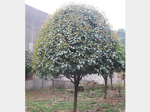 9���־�Ʒ���¹�